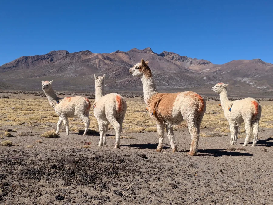 Alpacas on the High Plain