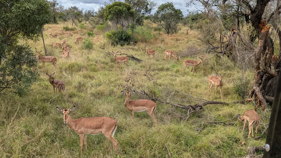 A Herd of Impala