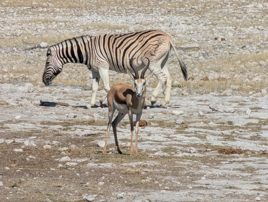 Zebra and Springbok