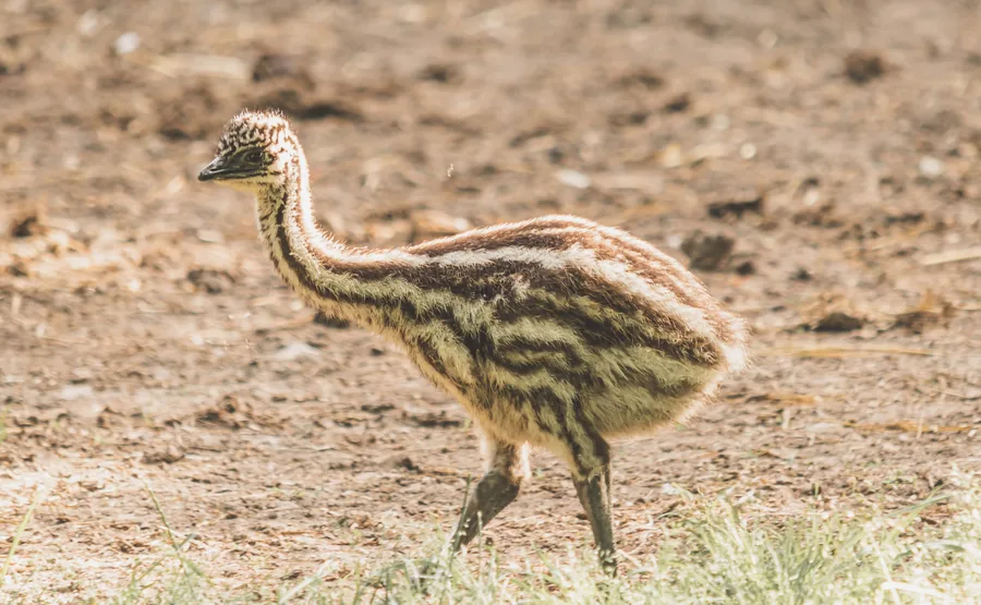 Emu Chick