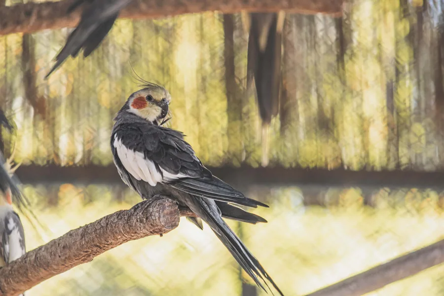 A Cockatiel on a Branch