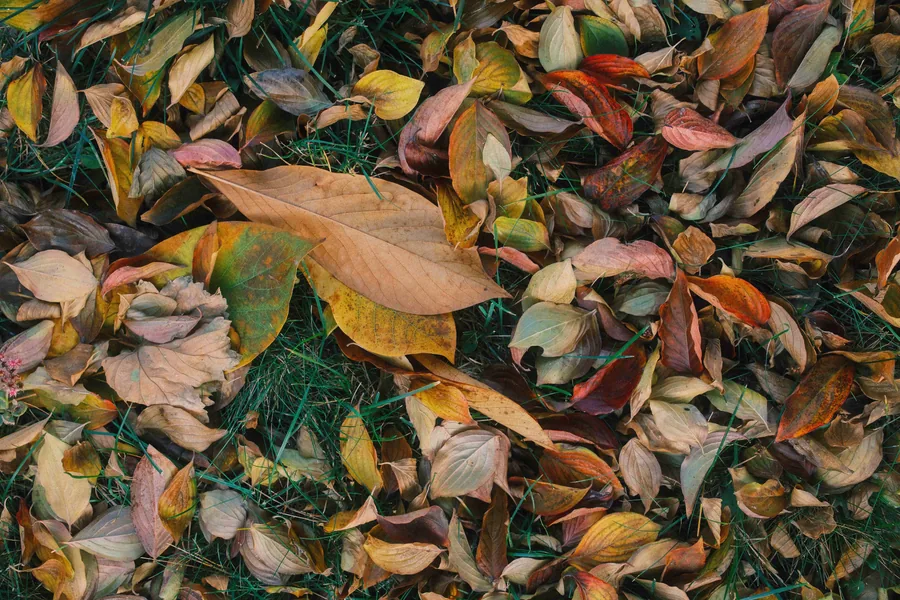 Fallen Leaves in the Grass