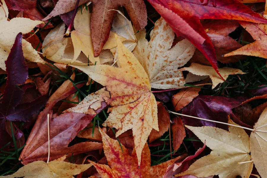 A Drift of Maple Leaves