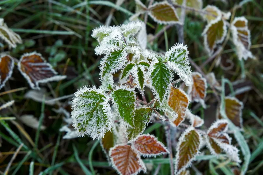 Hoarfrost on Bramble Leaves