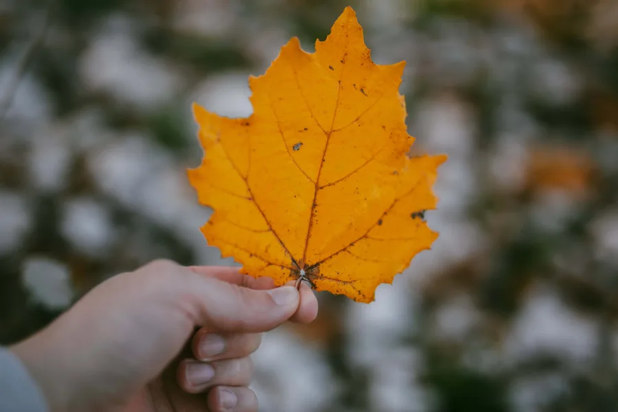 A Leaf in the Hand
