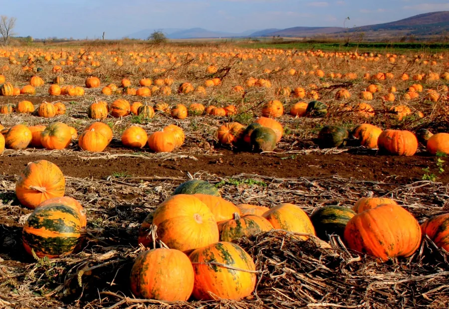 The Pumpkin Field