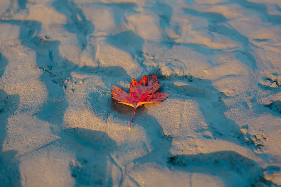 A Red Leaf on Sand