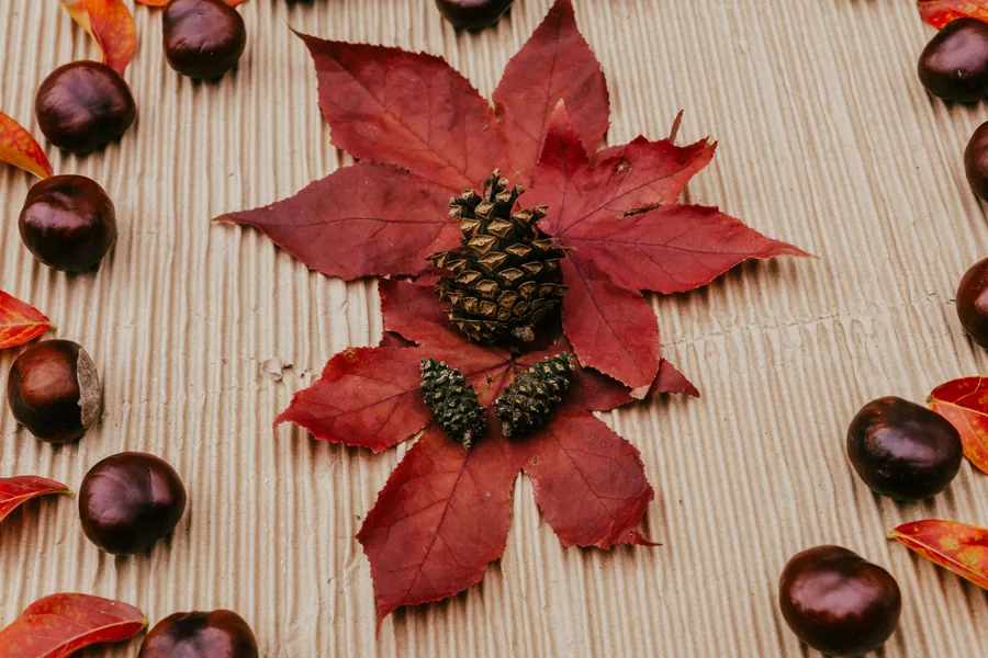 Chestnuts and Pine Cones