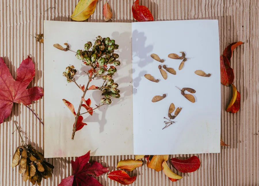A Page of Pressed Seeds