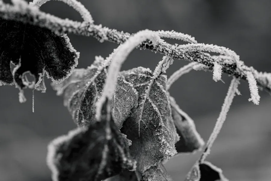 Frost on the Branch