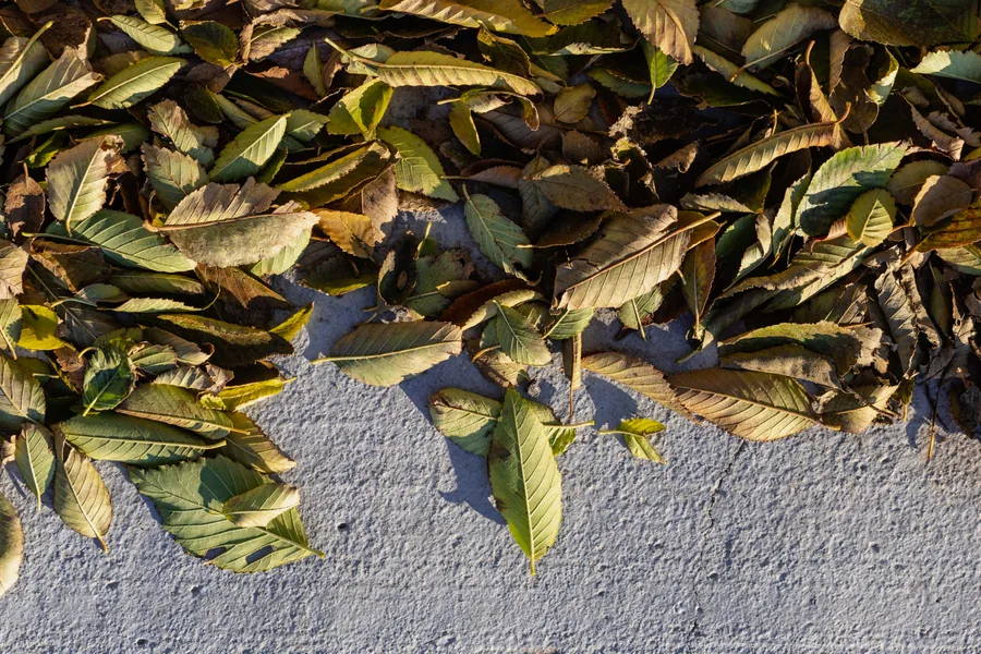 Leaves on the Pavement