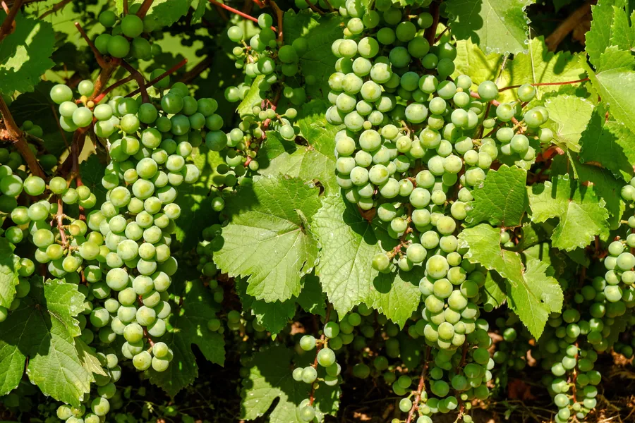 Green Grapes on the Vine