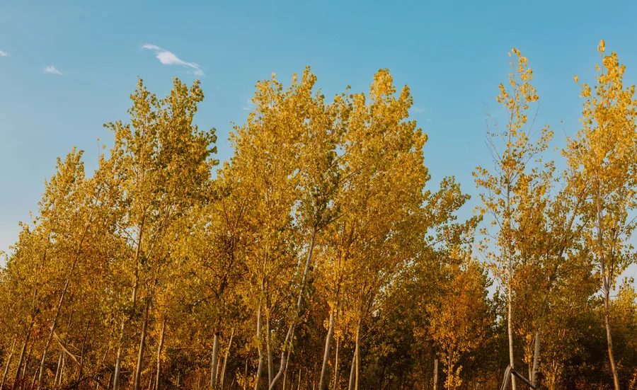 Golden Poplars, Blue Sky