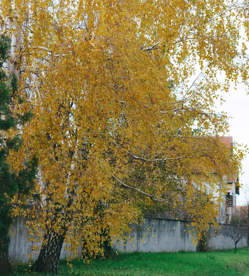 The Golden Birch