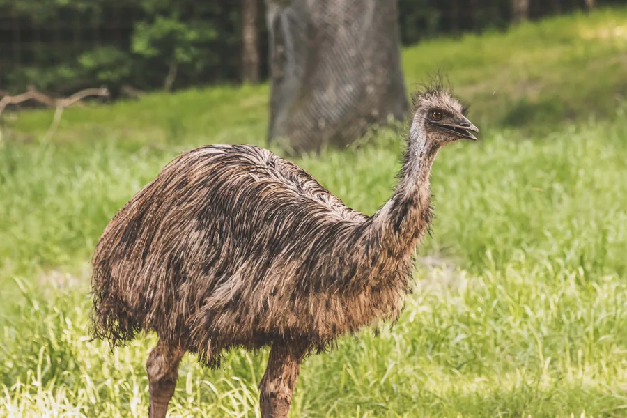 An Emu in the Grass