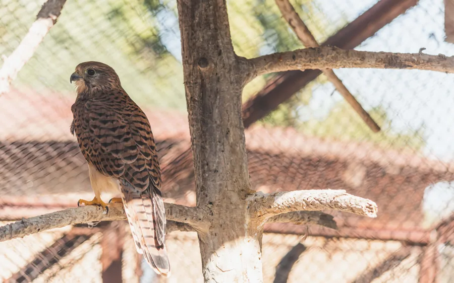 A Kestrel at Rest