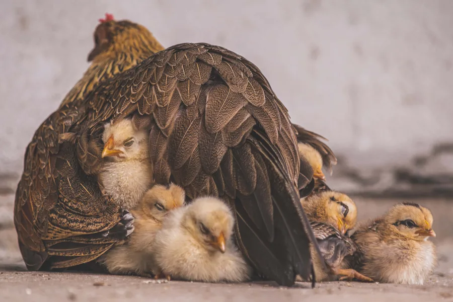 Hen and Her Chicks