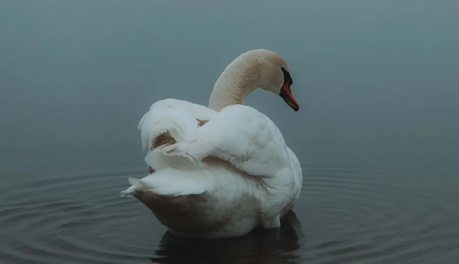 Swan in the Mist