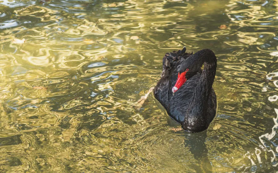 Black Swan on Green Water