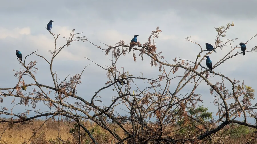 Blue Birds on Bare Branches