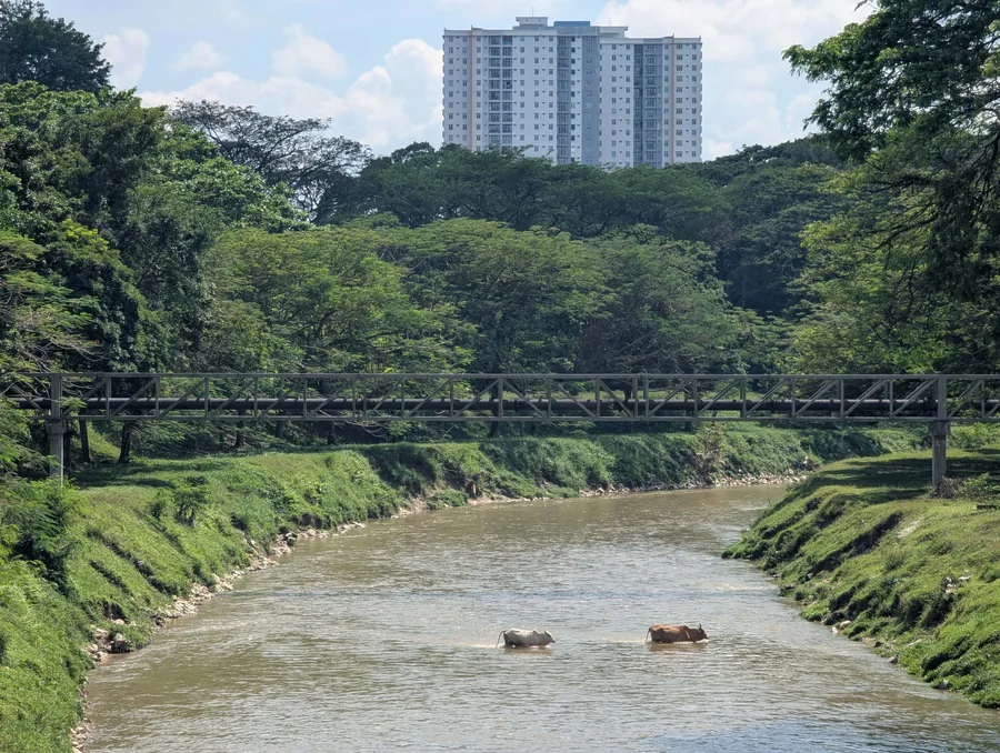 Cattle in the River