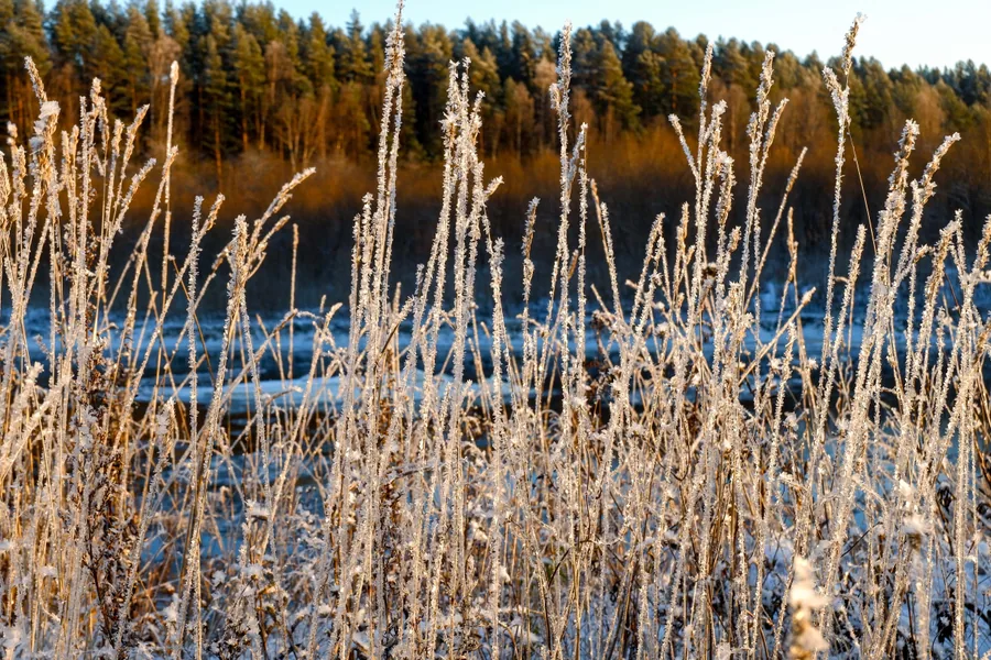 Frosted Grasses by the River