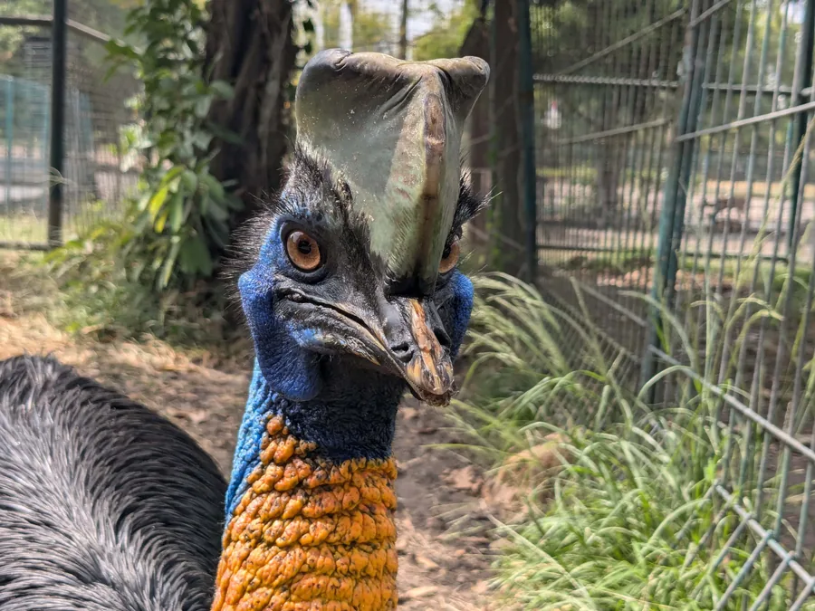 The Cassowary