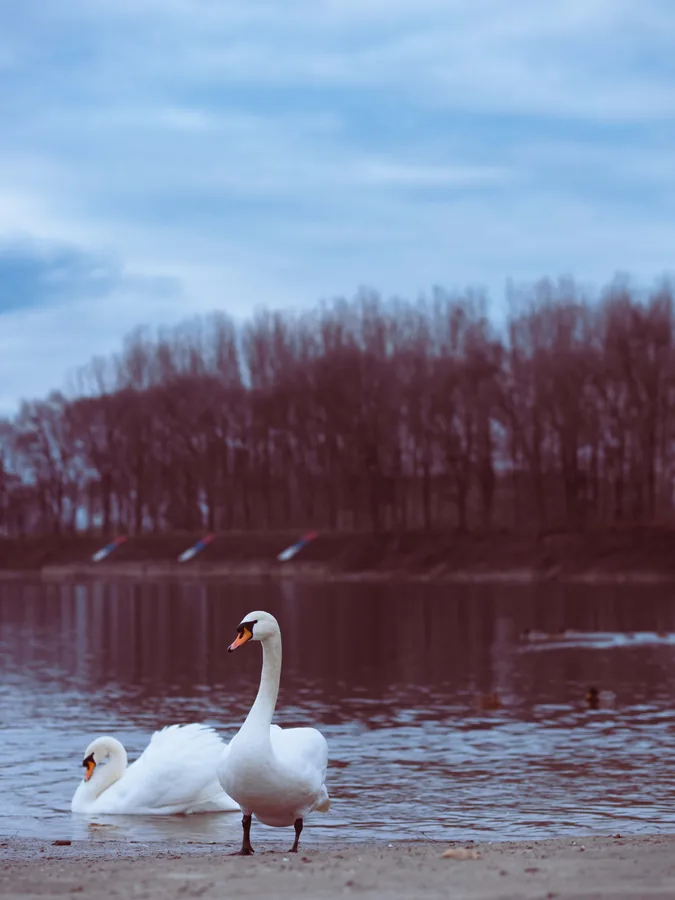 Two Swans on the Shore