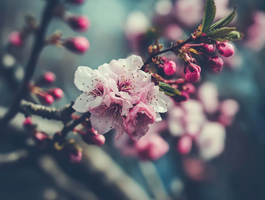 Pink Blossom on the Branch