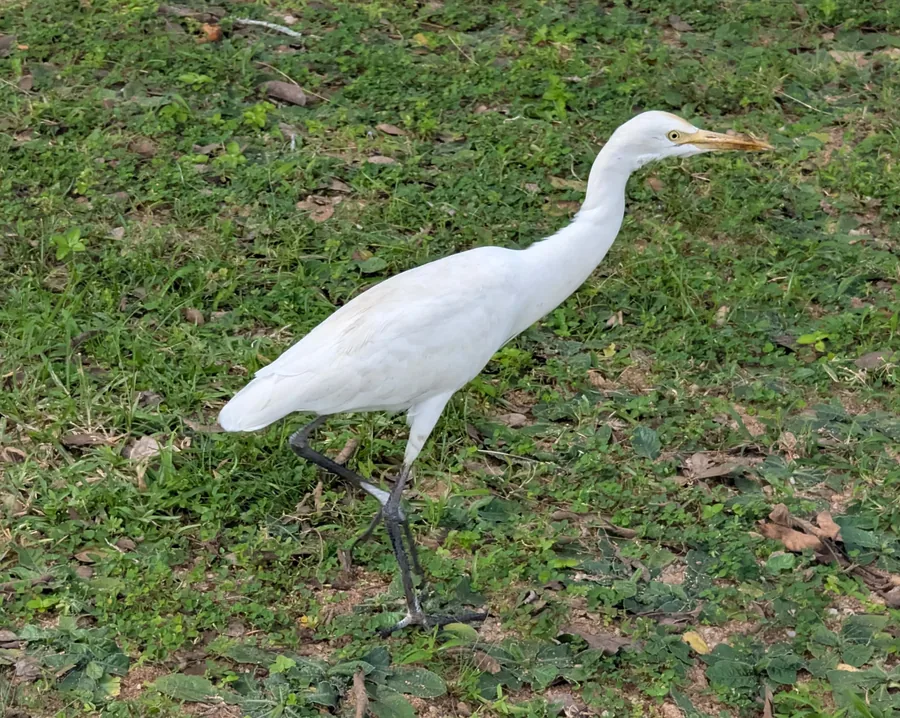 Cattle Egret in the Grass