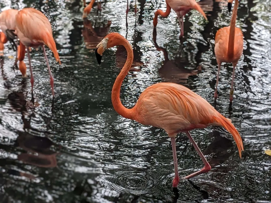 Flamingos Wading
