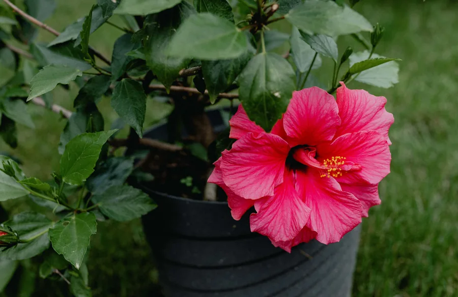 Pink Hibiscus in a Pot