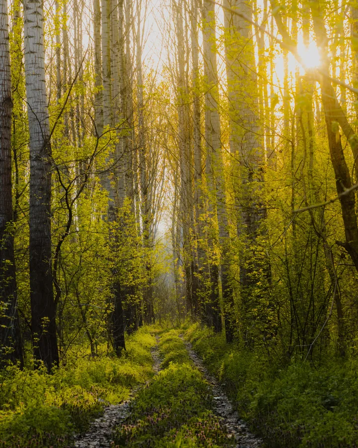 Track Through the Poplars