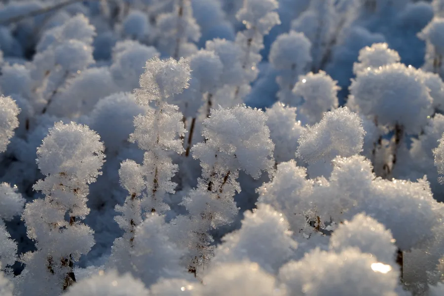 Hoarfrost on the Undergrowth