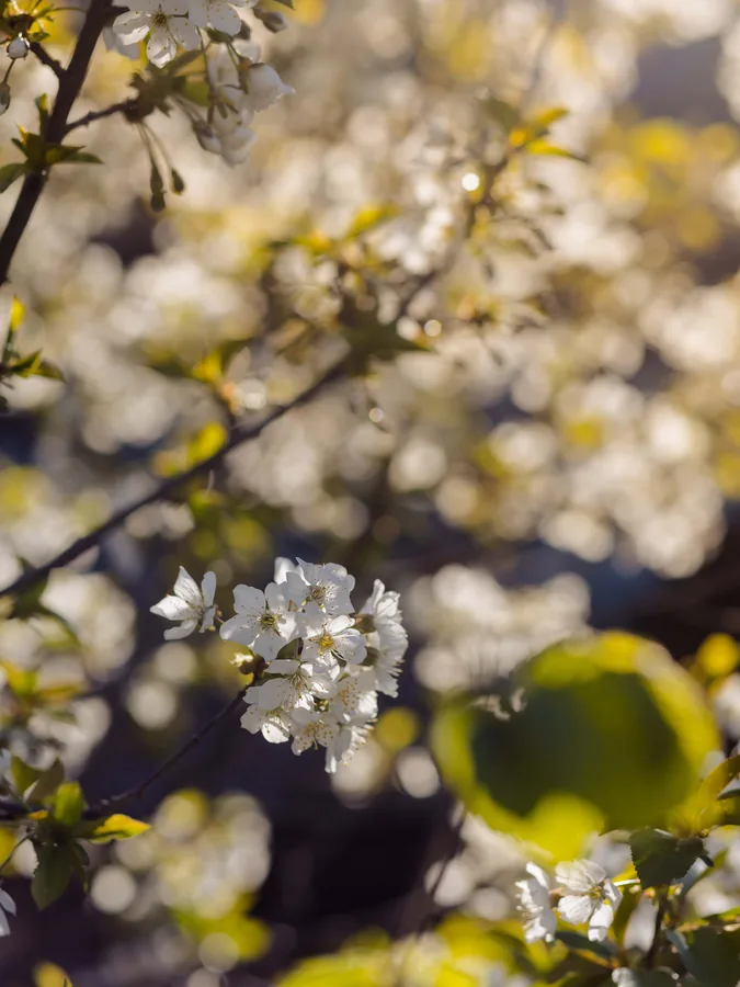 Cherry Blossom in the Sun