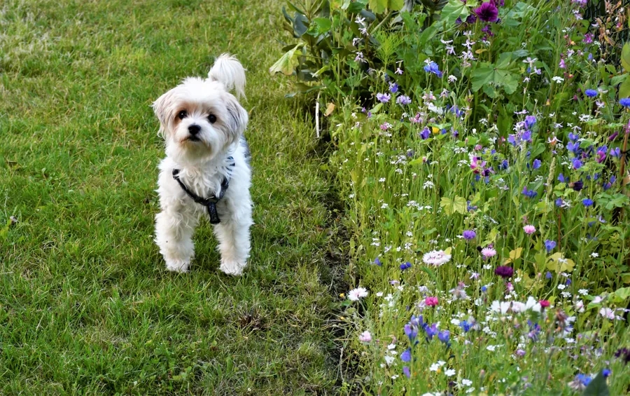 A Dog in the Garden
