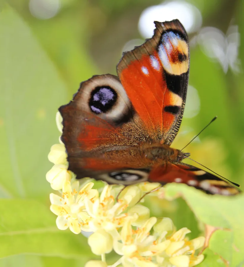 Peacock Butterfly on Blossom