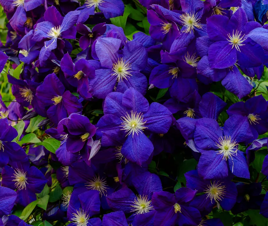 Purple Clematis