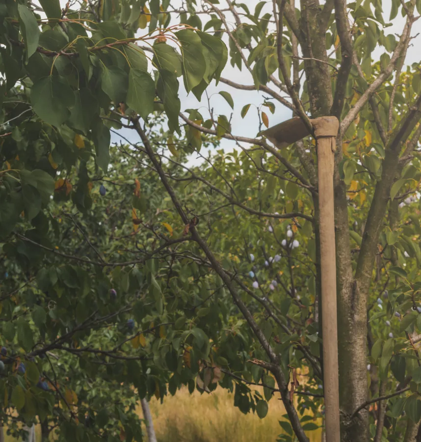 Plums in the Orchard