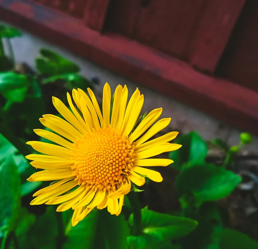 Yellow Daisy by the Fence