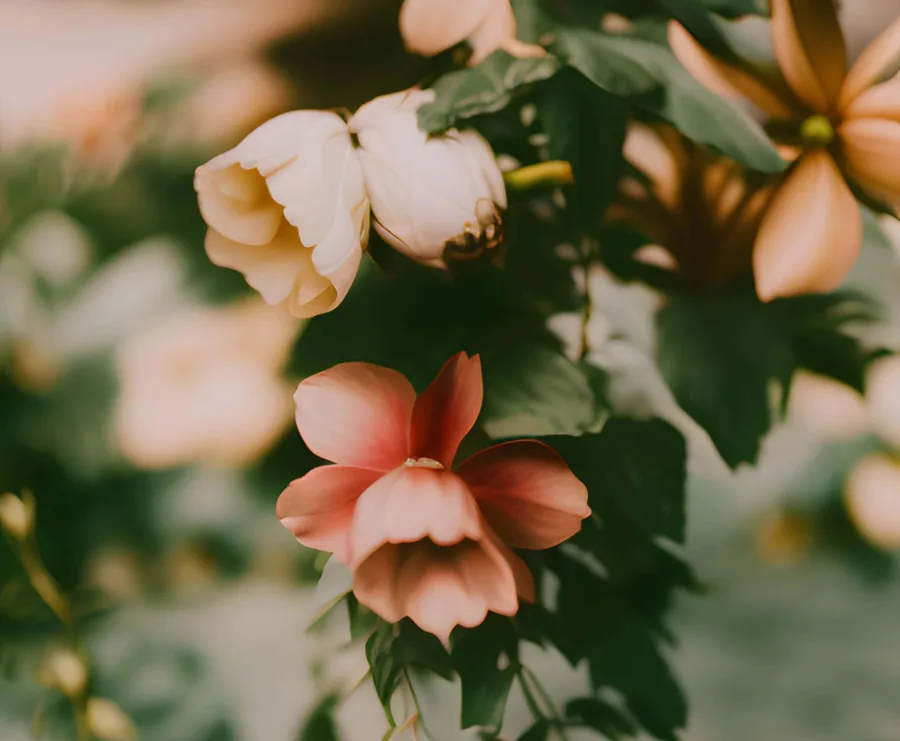 Blossoms in Pastel