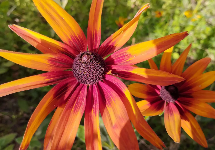 Two Gloriosa Daisies