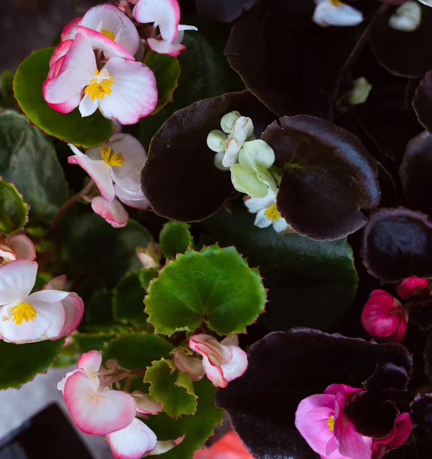 Pink and White Begonias
