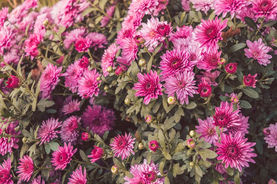 Pink Chrysanthemums