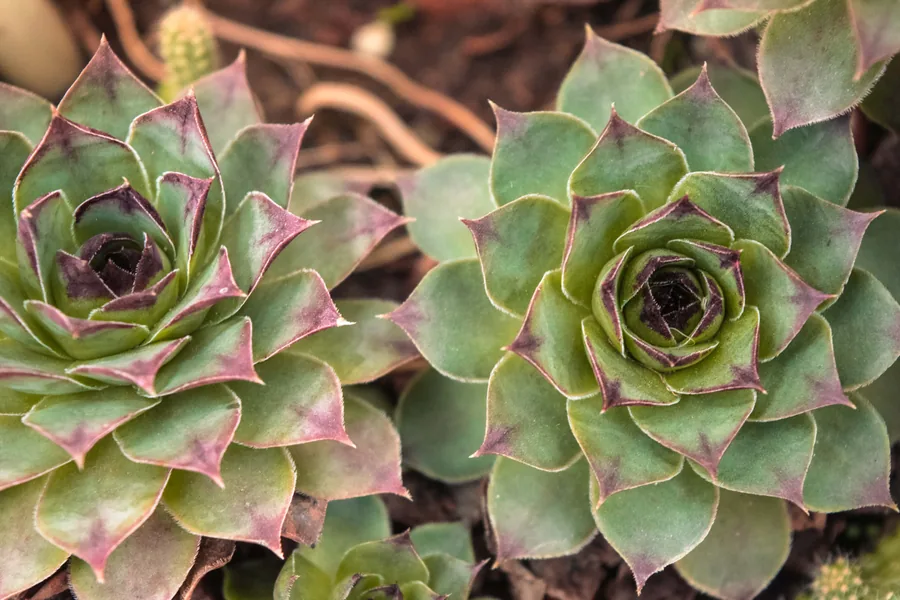 Houseleeks in the Garden