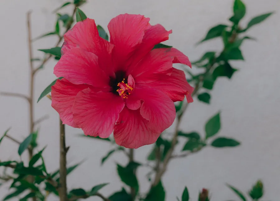 Red Hibiscus