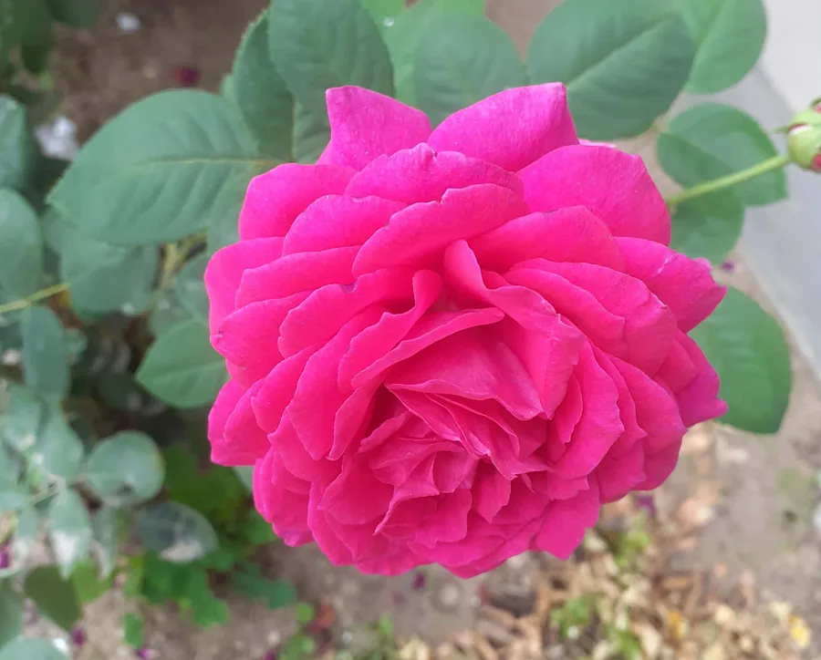 A Rose in the Garden