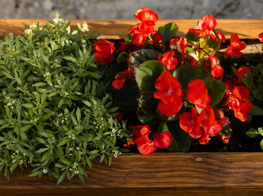 Red Begonias in a Planter
