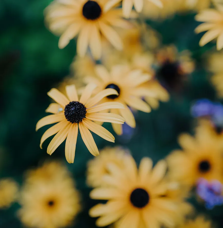 Black-Eyed Susans