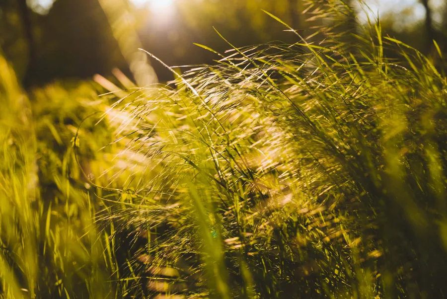 Grasses in the Evening Sun